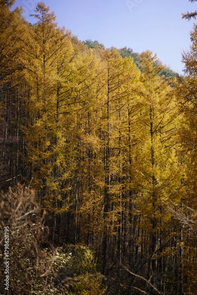 Obraz 민둥산 전나무 단풍