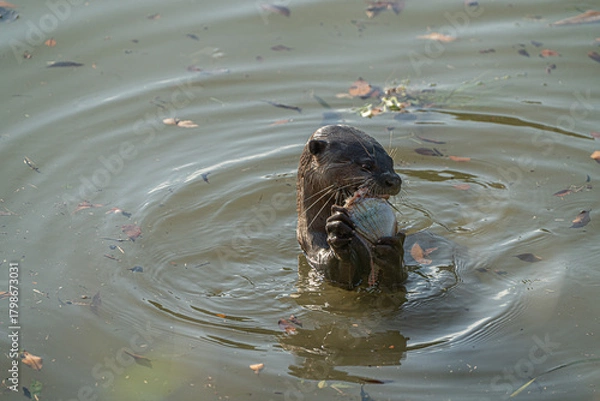 Obraz A river otter is holding a fish in its paws while swimming in a calm body of water with fallen leaves. It appears to be enjoying its meal.