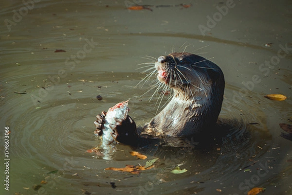 Obraz An otter is happily eating a fish in a murky river. It's creating ripples in the water.