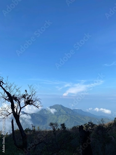 Obraz tree in the mountains