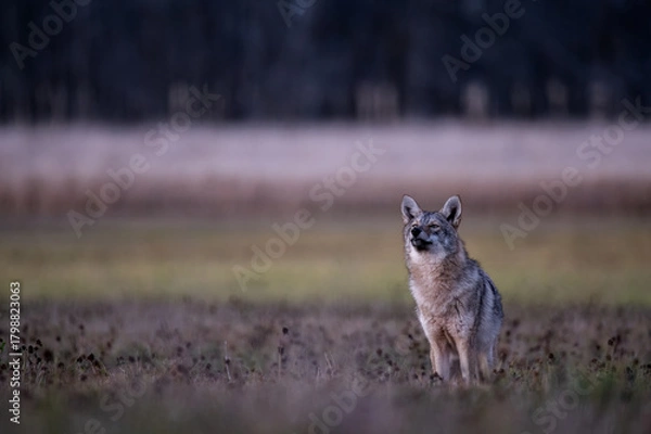 Fototapeta Coyote (Canis latrans) Standing in Open Field at Dusk — Wildlife Environmental Portrait
