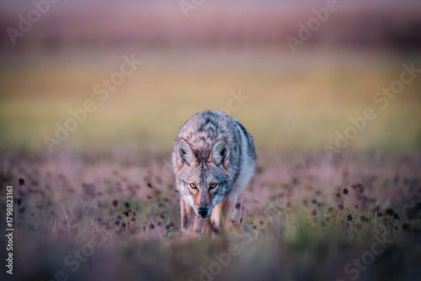 Fototapeta Coyote (Canis latrans) Walking Toward Camera in Open Field at Dusk — Close Wildlife Portrait