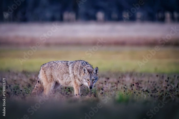 Fototapeta Coyote (Canis latrans) Looking Toward Camera While Walking in Field at Dusk
