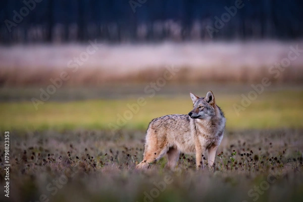 Fototapeta Coyote (Canis latrans) Standing Alert in Open Field at Dusk — Wildlife Portrait