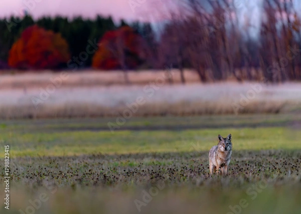 Fototapeta Coyote (Canis latrans) in Open Field at Dusk — Environmental Wildlife Portrait