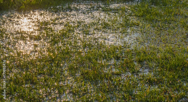Fototapeta A waterlogged green grass pitch field with the sun shining onto it. The game will be called off.
