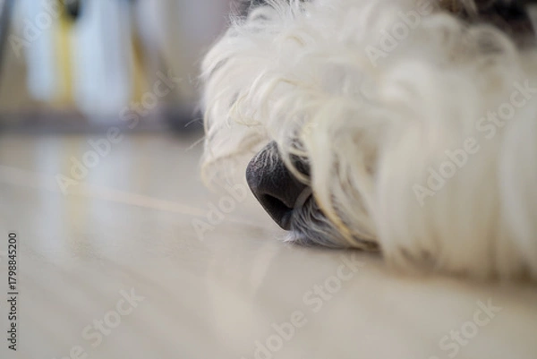 Obraz ビションフリーゼ子犬の黒い鼻アップとふわふわの白い毛