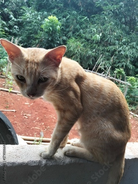 Obraz cat in the garden