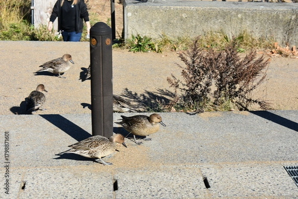 Obraz 会津若松　猪苗代湖　鴨