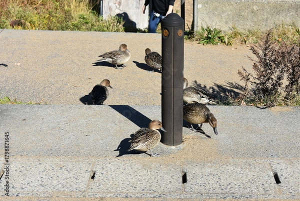 Obraz 会津若松　猪苗代湖　鴨