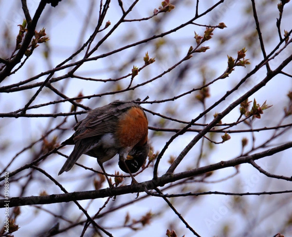 Fototapeta American Robin perched in a tree looking upside down through his feet.