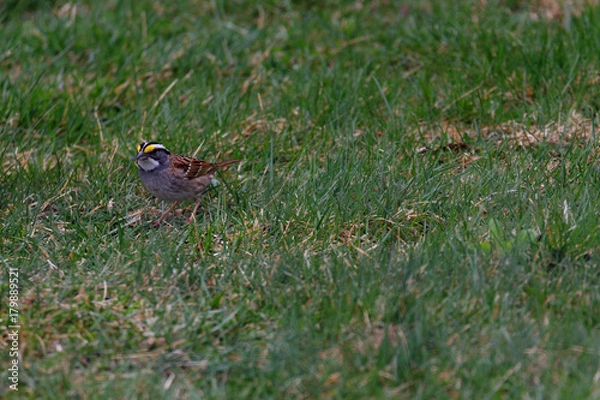 Obraz White Throated Sparrow