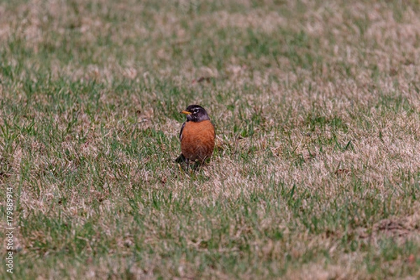Fototapeta American Robin
