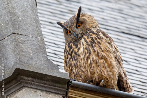 Fototapeta Eurasian eagle-owl