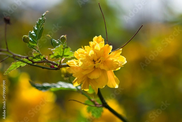 Obraz yellow flower