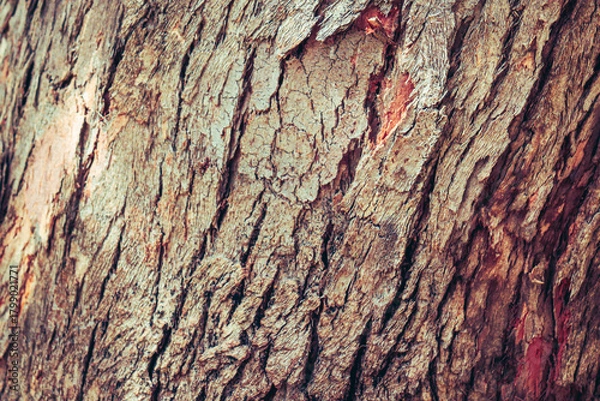 Obraz tree bark texture background