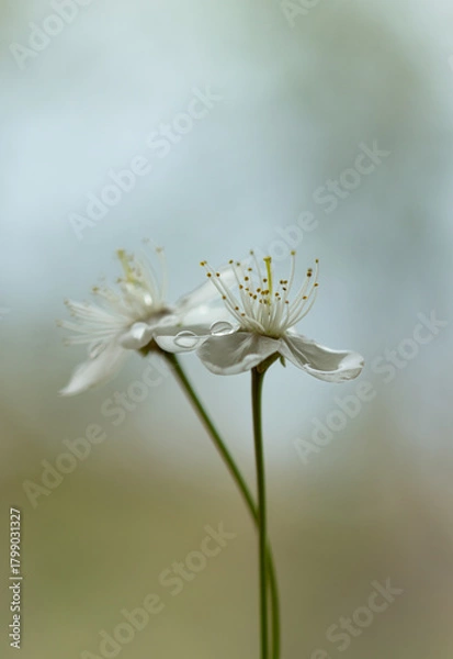 Obraz Cherry blossoms with water drops