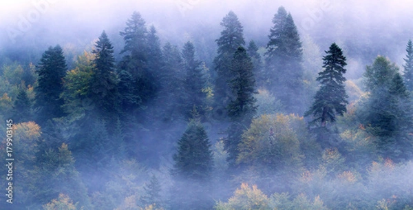 Obraz Fir-tree forest mist