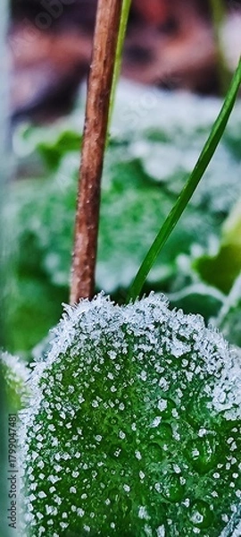 Fototapeta Close-up of a green leaf covered in frost. The leaf has a smooth texture with tiny ice crystals glistening in the light. Background features blurred greenery.