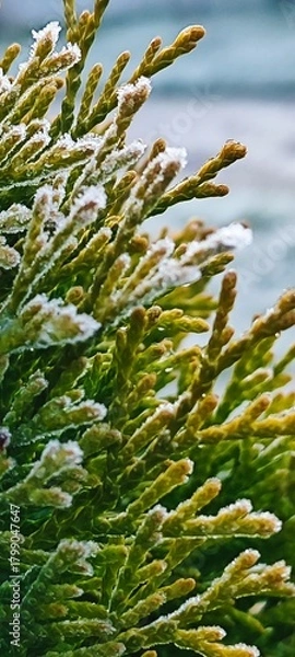 Fototapeta Close-up of green conifer branches with frost. The scene captures the intricate details of the needles and the icy coating, highlighting winter's beauty.