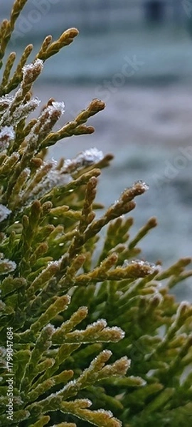Fototapeta Frost-covered evergreen branches with a blurred background. The scene captures the beauty of winter in a natural setting.