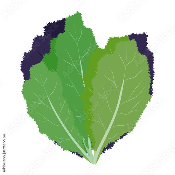 Obraz 高菜　葉物野菜のイラスト素材