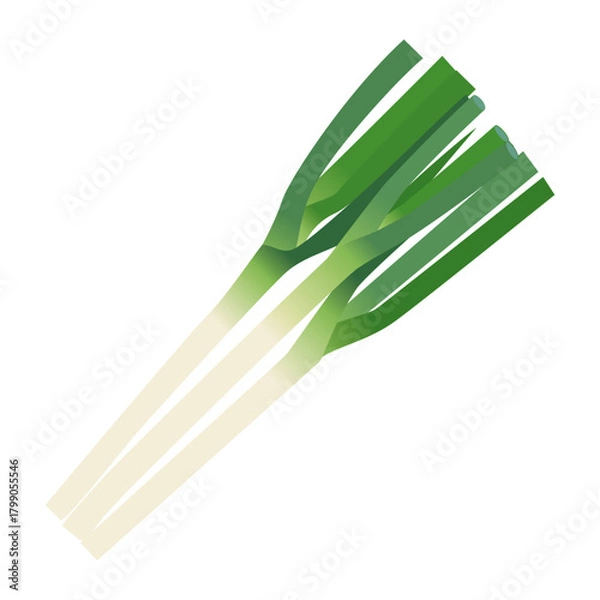 Obraz 長ネギ　葉物野菜のイラスト素材