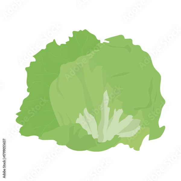 Obraz レタス　葉物野菜のイラスト素材