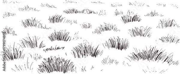 Fototapeta Black and white sketch grass clumps nature