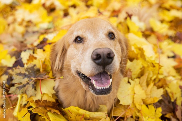 Obraz Golden Retriever Dog in a pile of bright yellow, colorful Fall leaves
