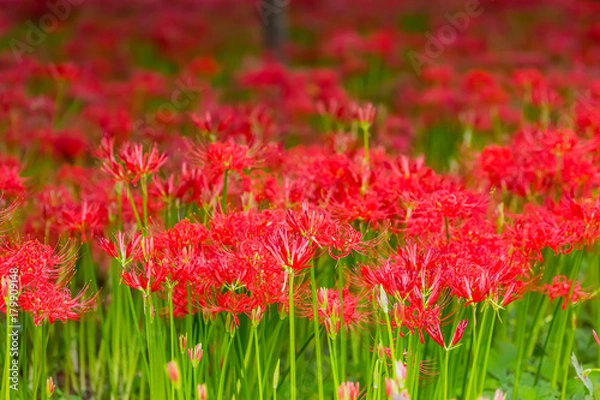 Fototapeta 彼岸花
