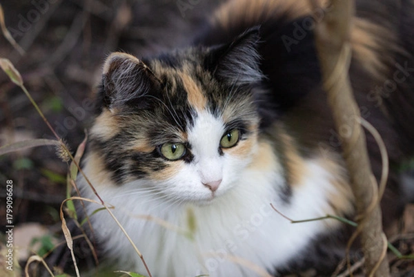 Obraz tricolor cat