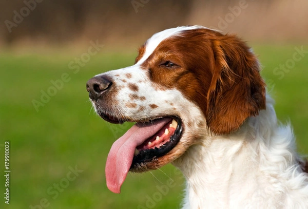 Obraz Irish red and white setter panting