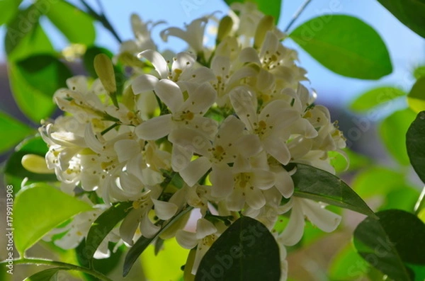 Obraz Blooming Muraya Paniculata Orange Jasmine Flower