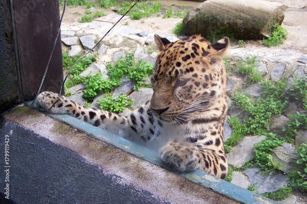 Obraz  An Amur leopard looking through a cracked window