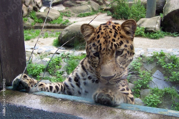 Obraz  An Amur leopard looking through a cracked window