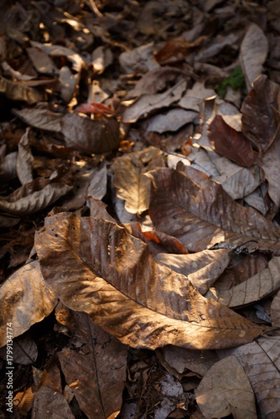 Obraz 光に照らされた枯れ朴葉