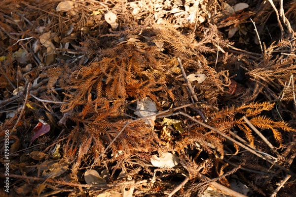 Obraz 枯れた杉科の小枝