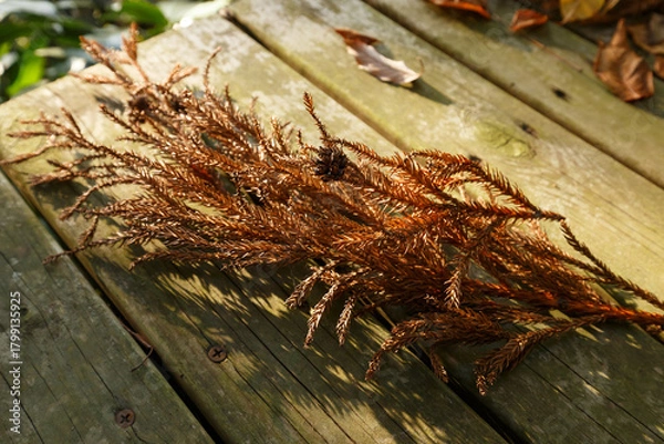 Obraz 晩秋のデッキと日差しに輝く枯れた杉科の小枝