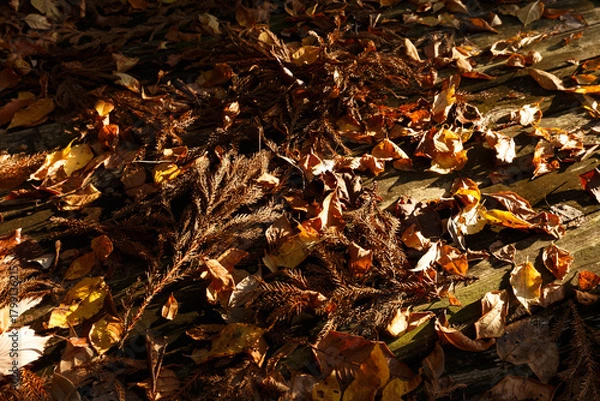 Obraz ウッドデッキに積み重なる枯れ葉と枝