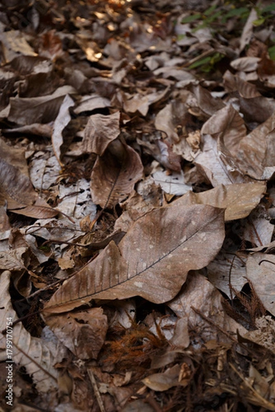 Obraz 秋の森に積もる大きな朴葉の絨毯と奥行き