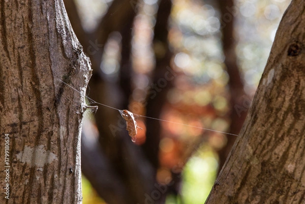 Obraz 선운사 풍경 이야기