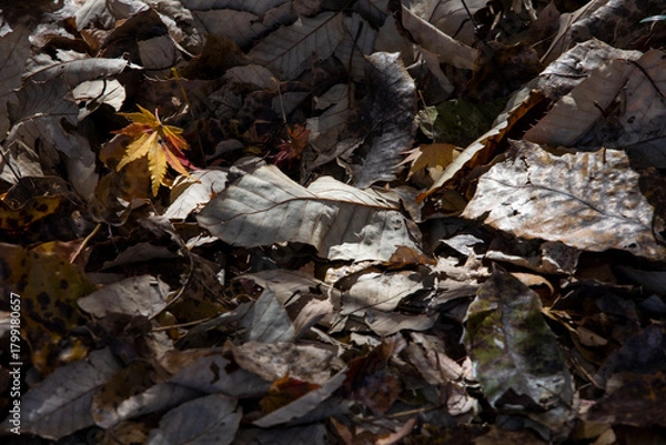 Obraz 선운사 풍경 이야기