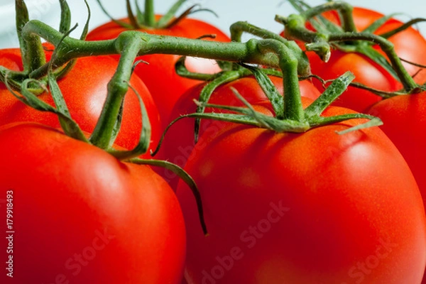 Obraz Ripe tomatoes on a branch