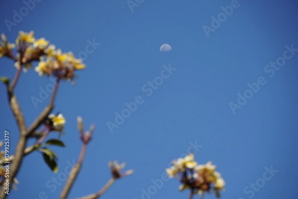 Fototapeta Daytime sky with the moon and an out-of-focus flowering plant.