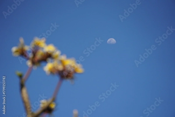 Fototapeta Daytime sky with the moon and an out-of-focus flowering plant.