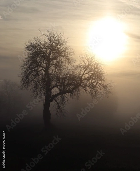 Obraz Tree greets the Morning