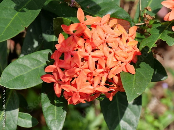 Obraz red and yellow flowers