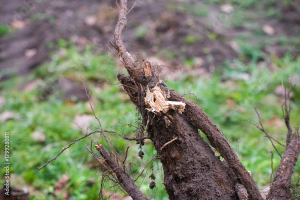 Obraz Close-up of a Tree Root in Nature