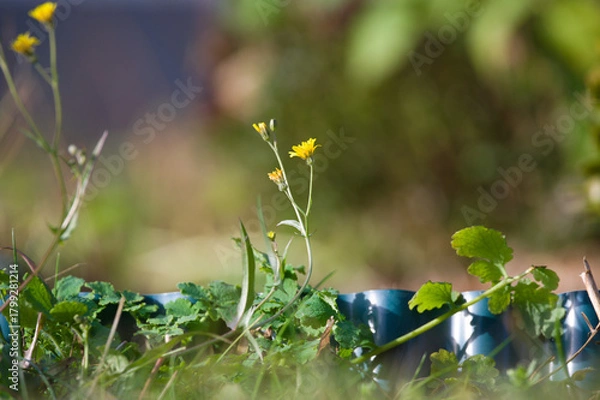 Obraz Yellow Flower Growing in the Grass